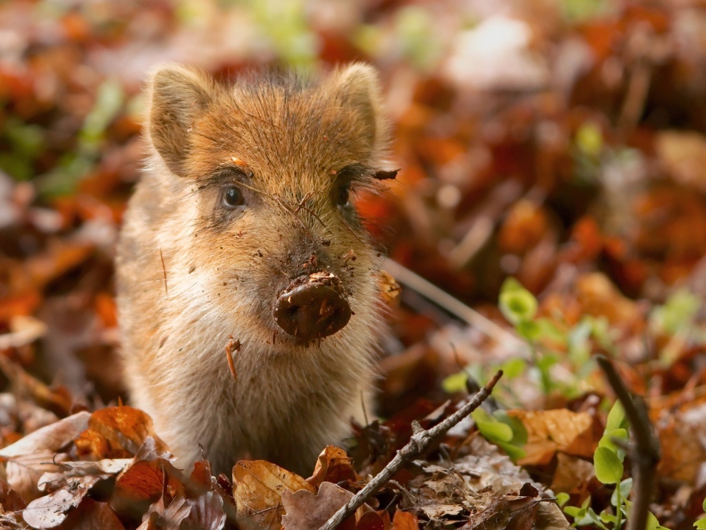 Pig And Autumn Leaves