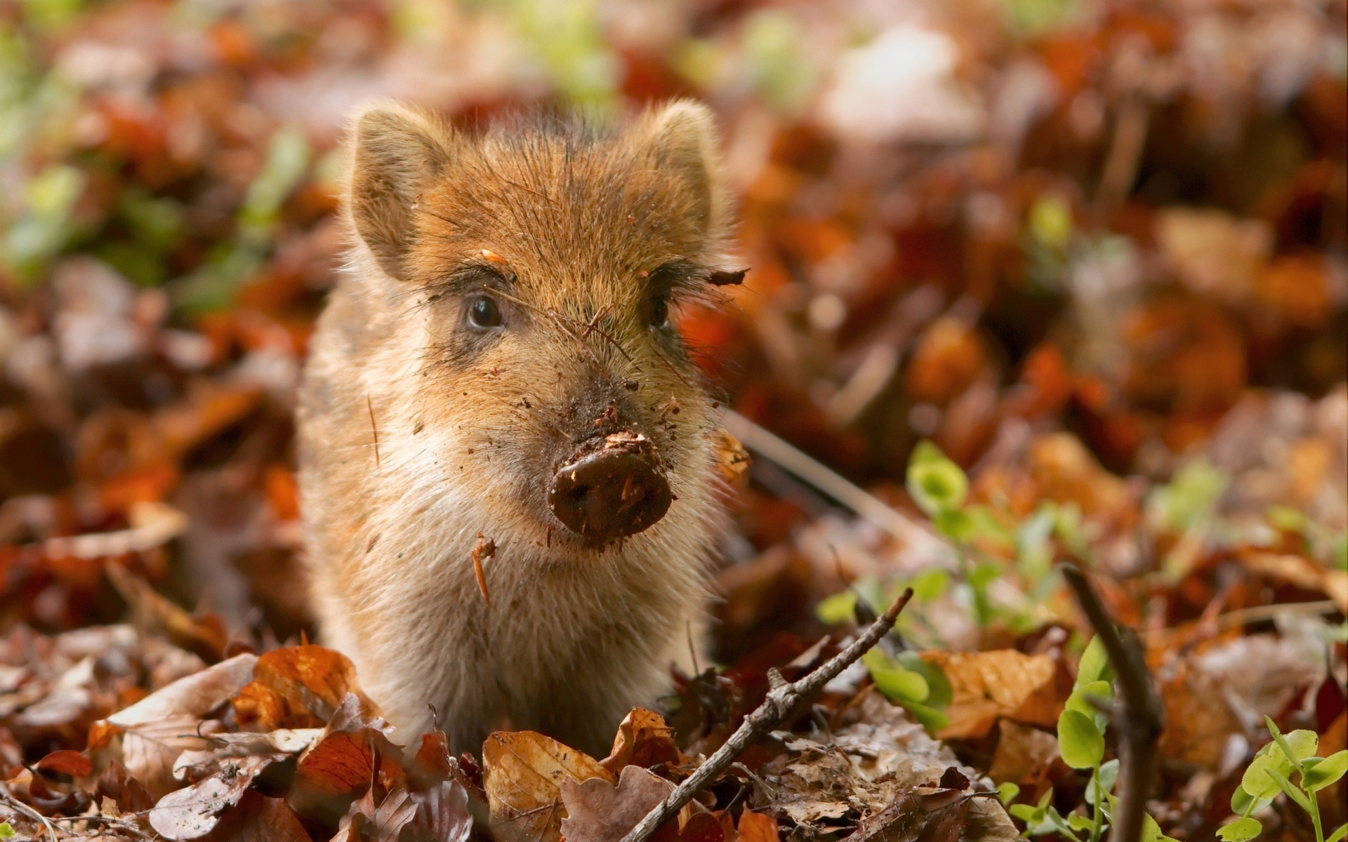 Pig And Autumn Leaves