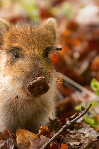 Pig And Autumn Leaves