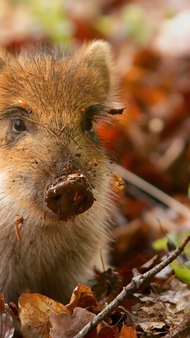 Pig And Autumn Leaves