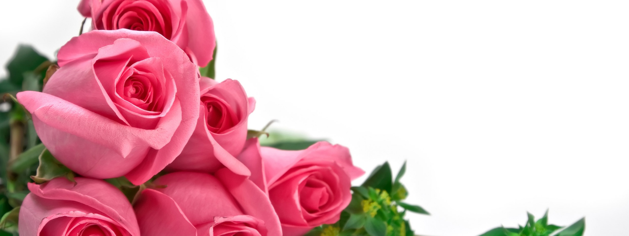 Pink Roses