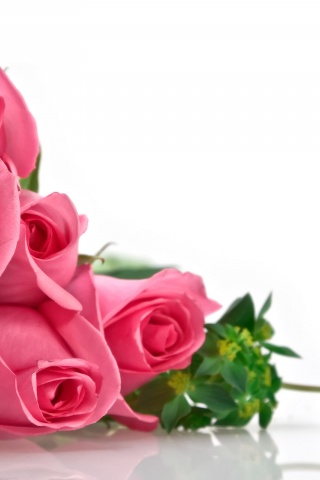 Pink Roses