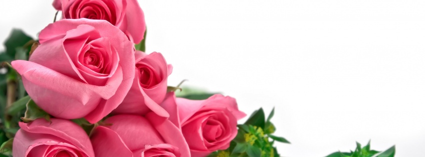 Pink Roses