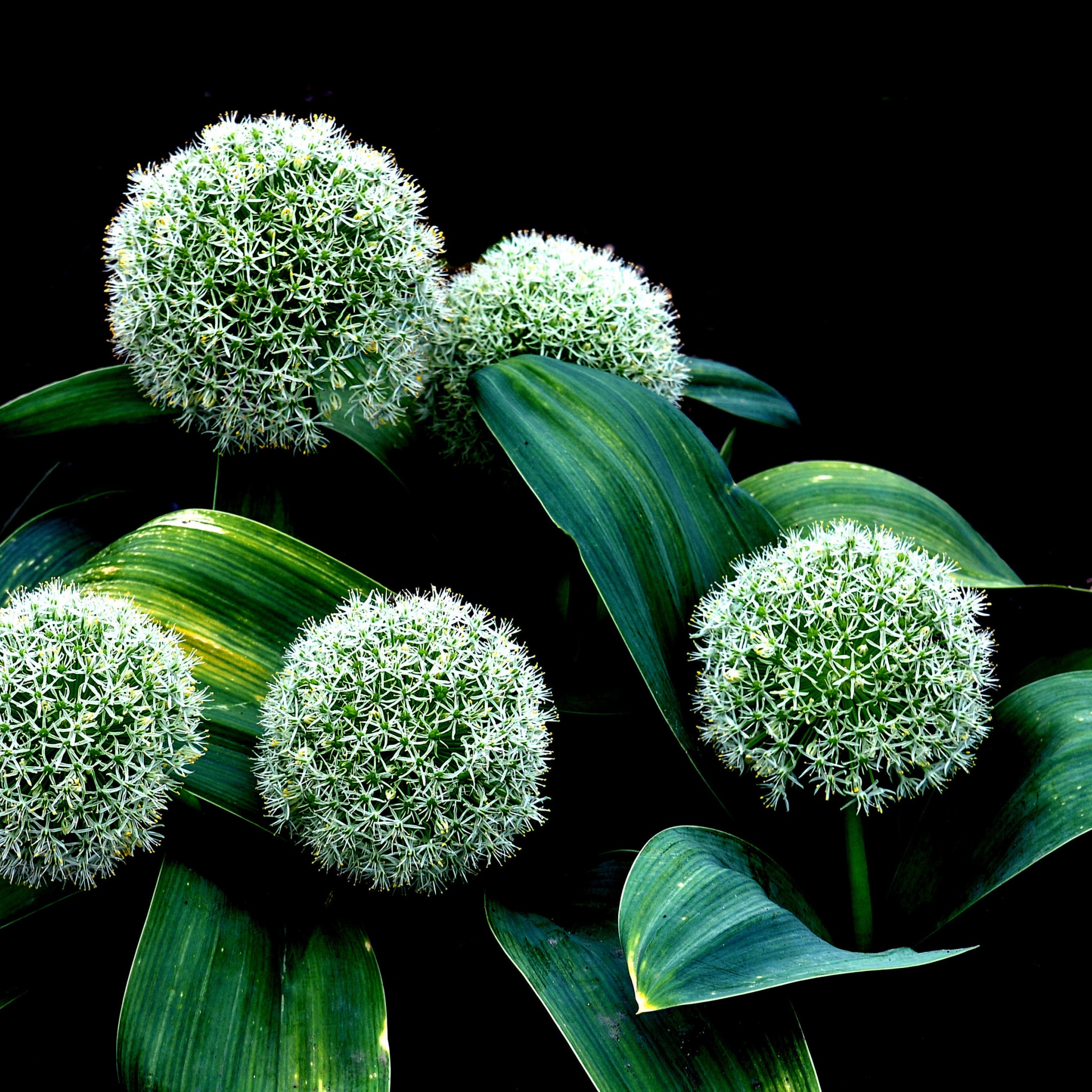 Plant Allium Karataviense