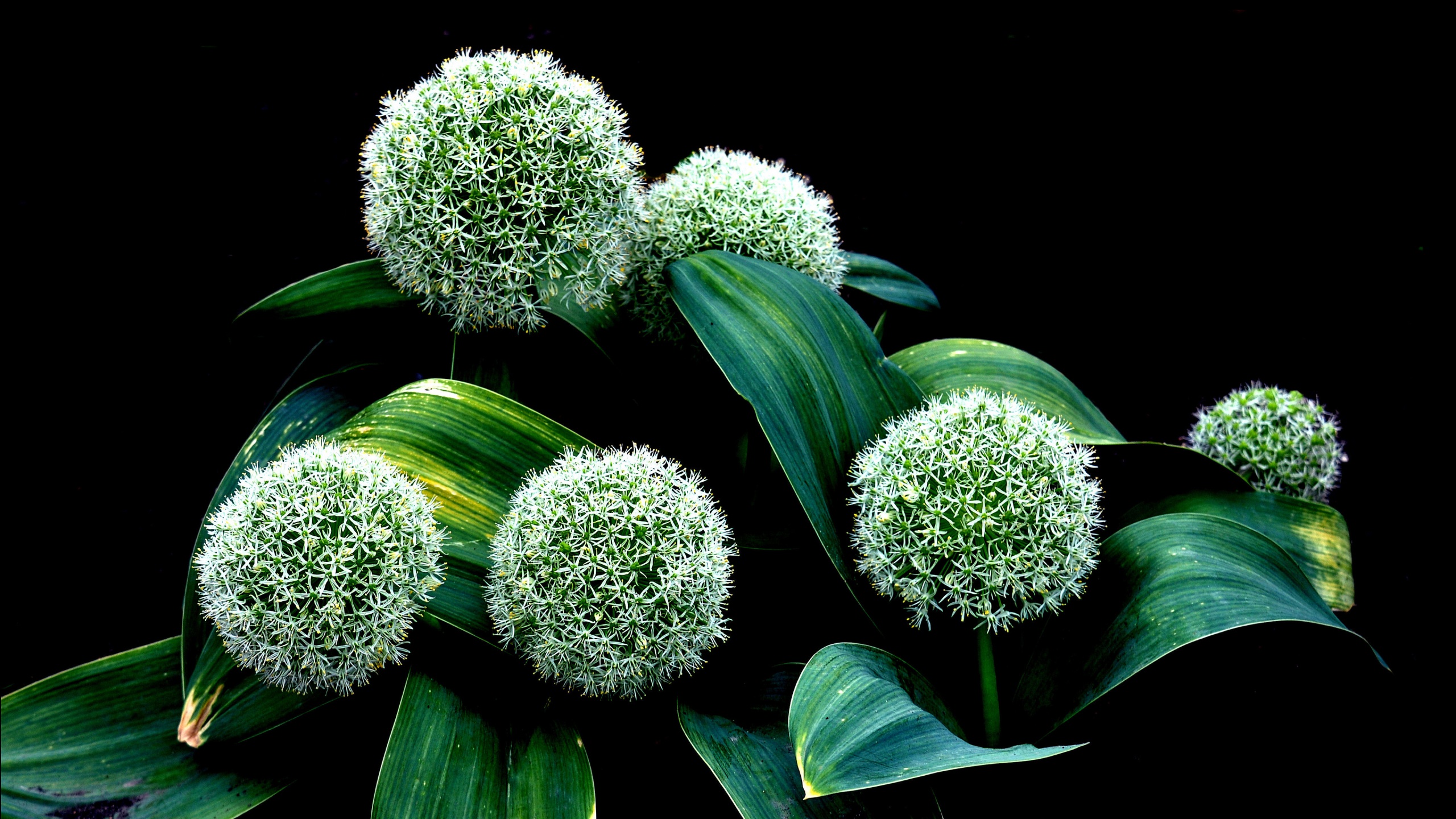 Plant Allium Karataviense