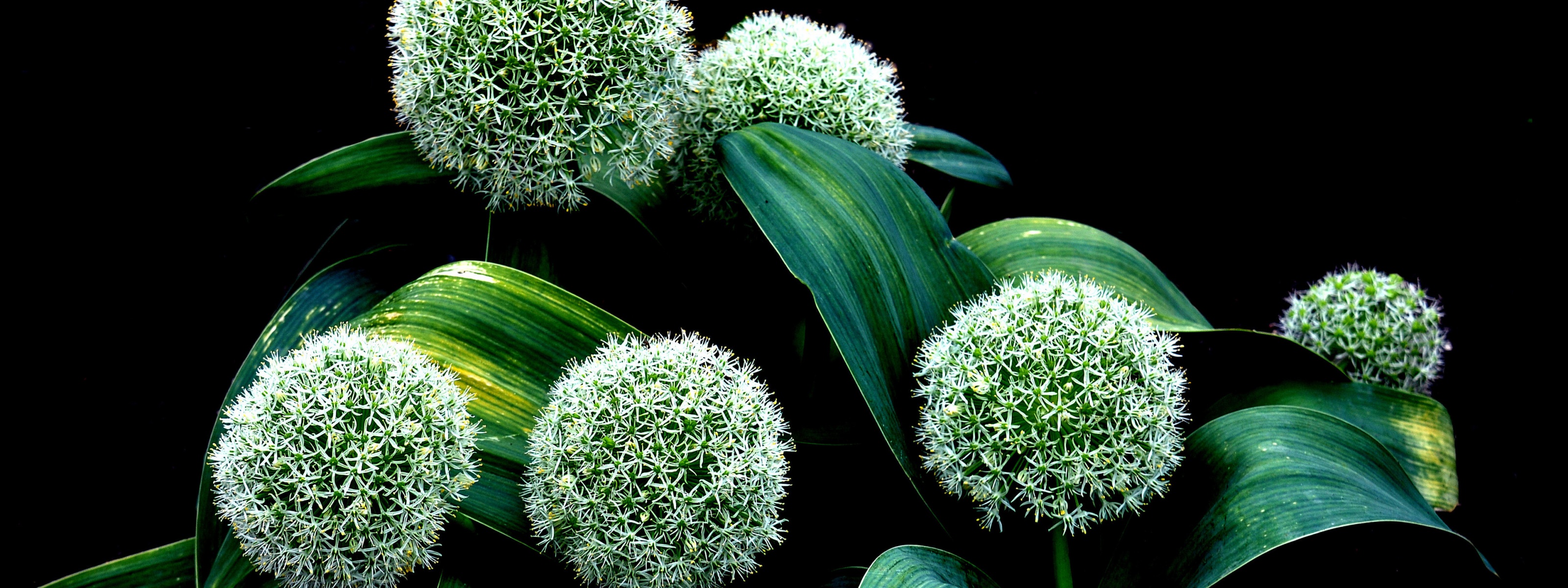 Plant Allium Karataviense