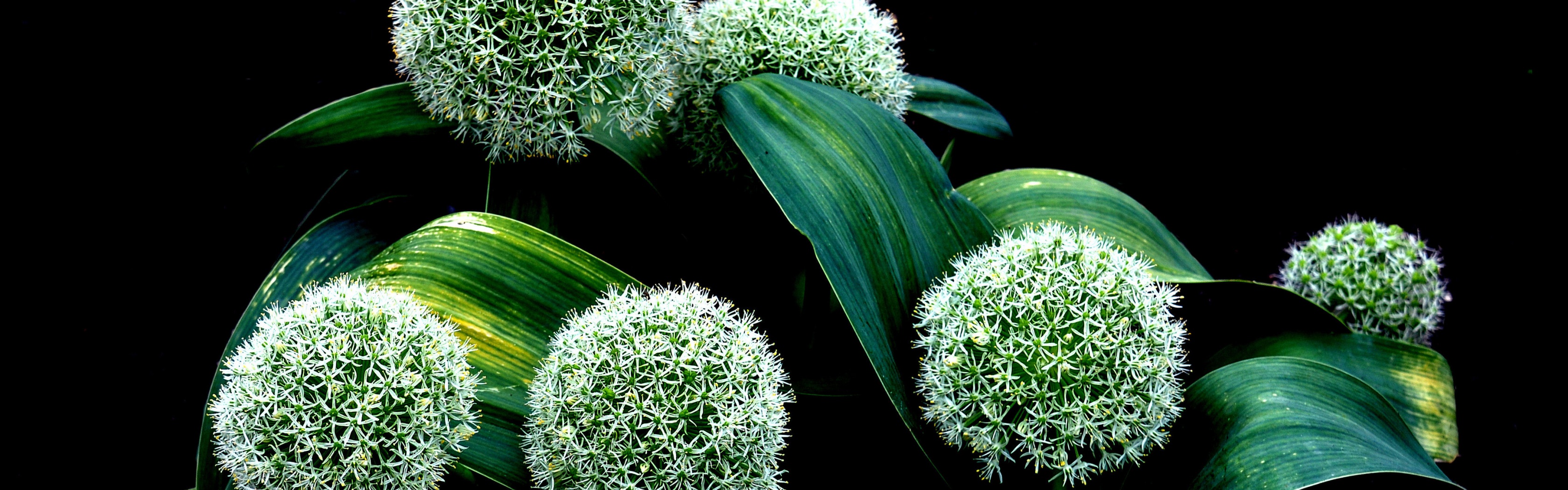 Plant Allium Karataviense