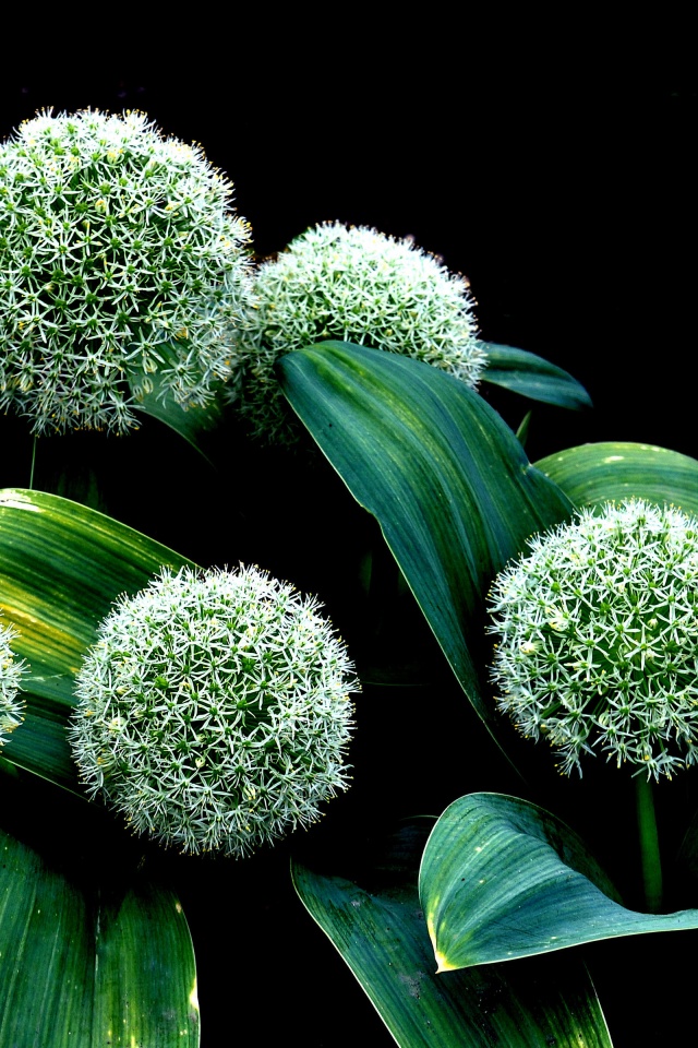 Plant Allium Karataviense