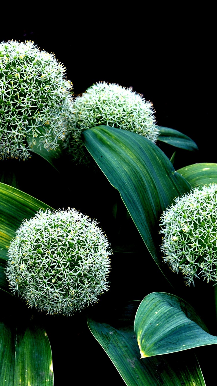 Plant Allium Karataviense