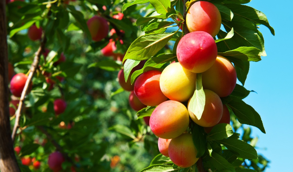 Plums On Branches