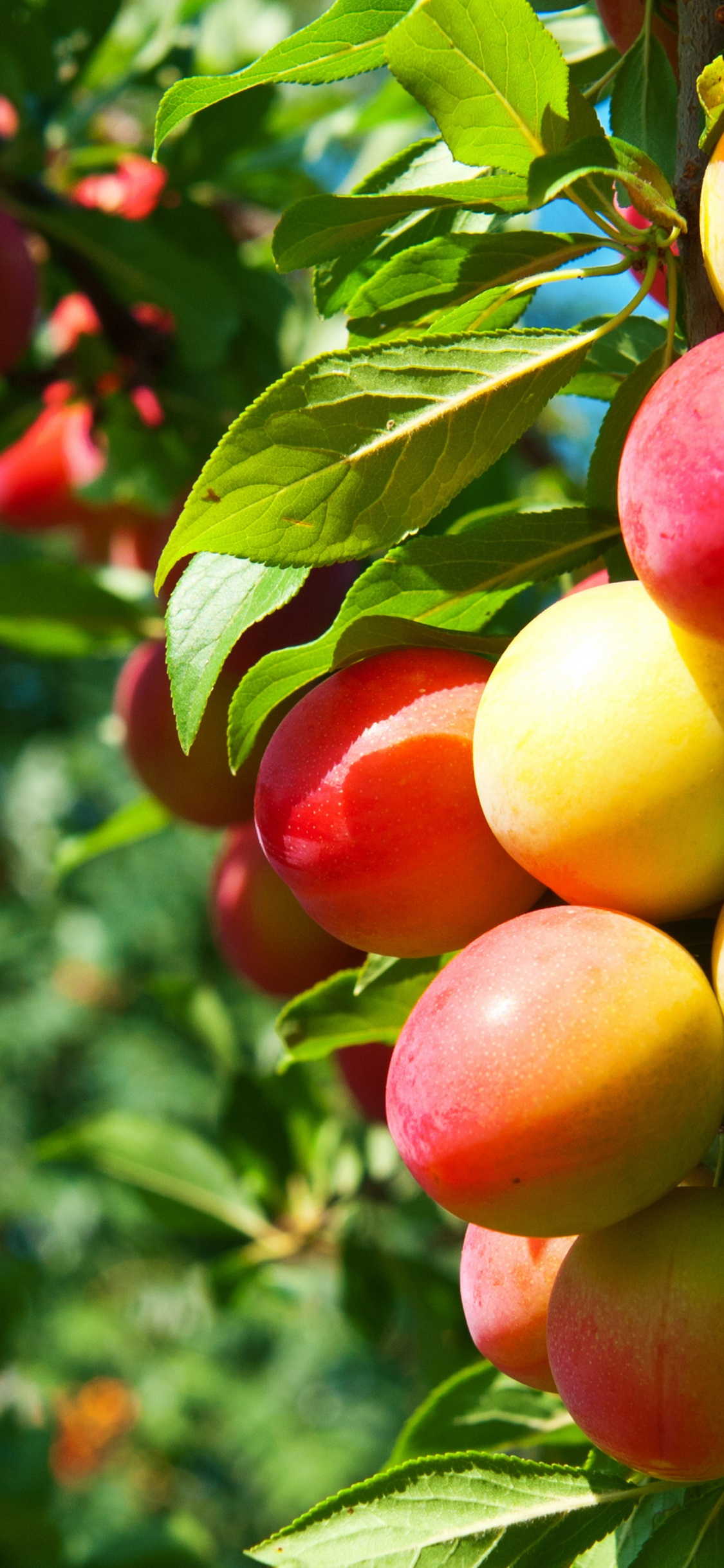 Plums On Branches