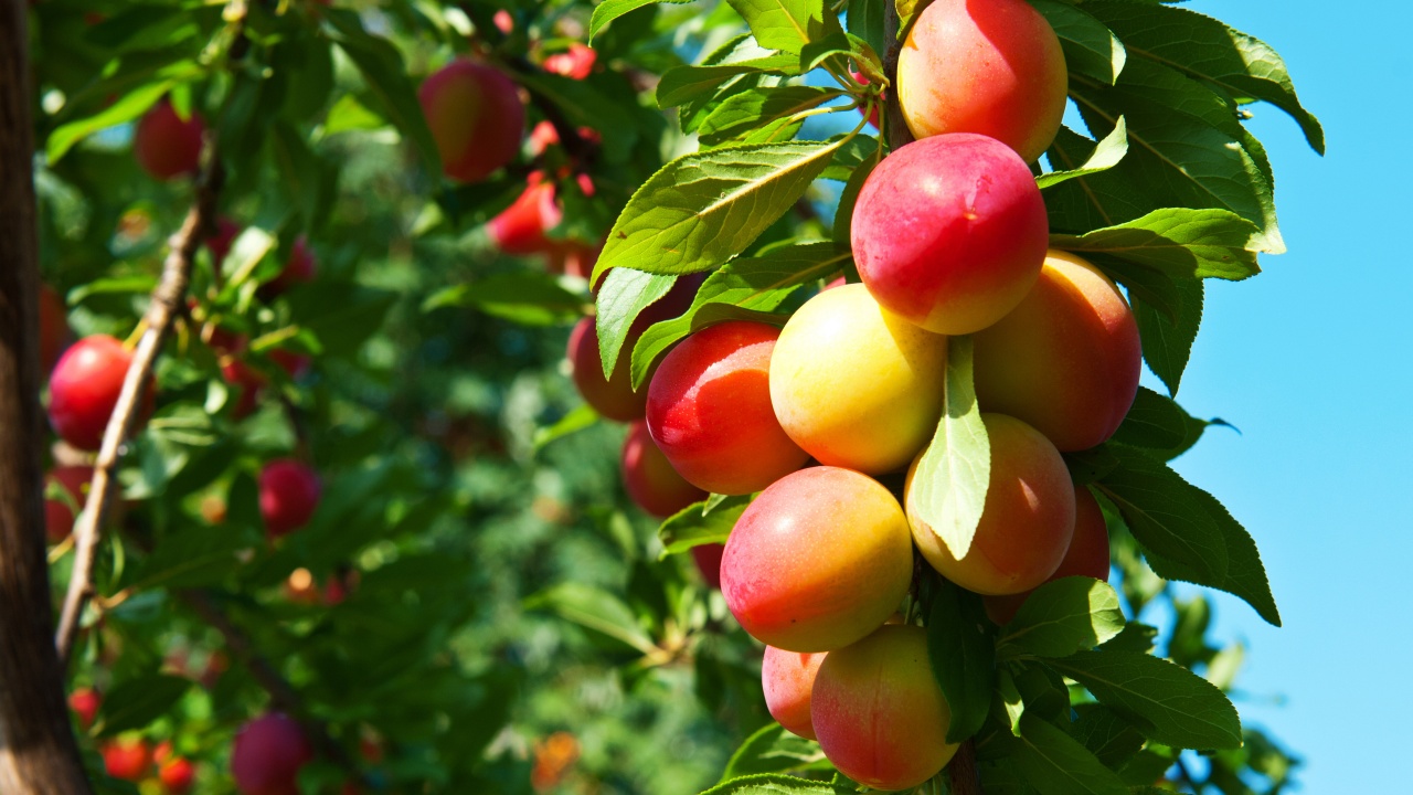 Plums On Branches