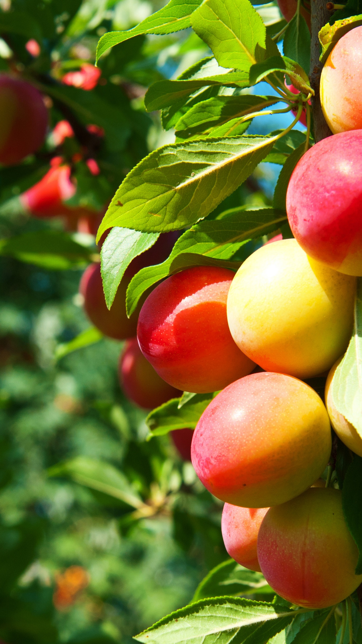 Plums On Branches