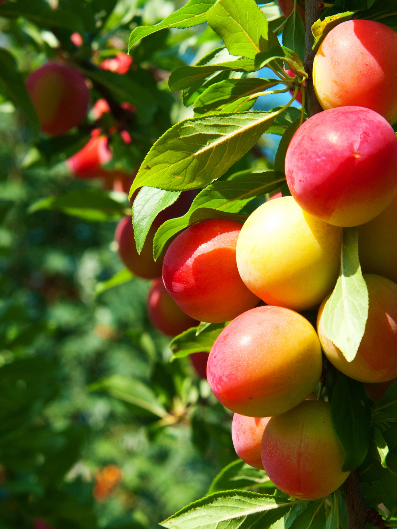 Plums On Branches