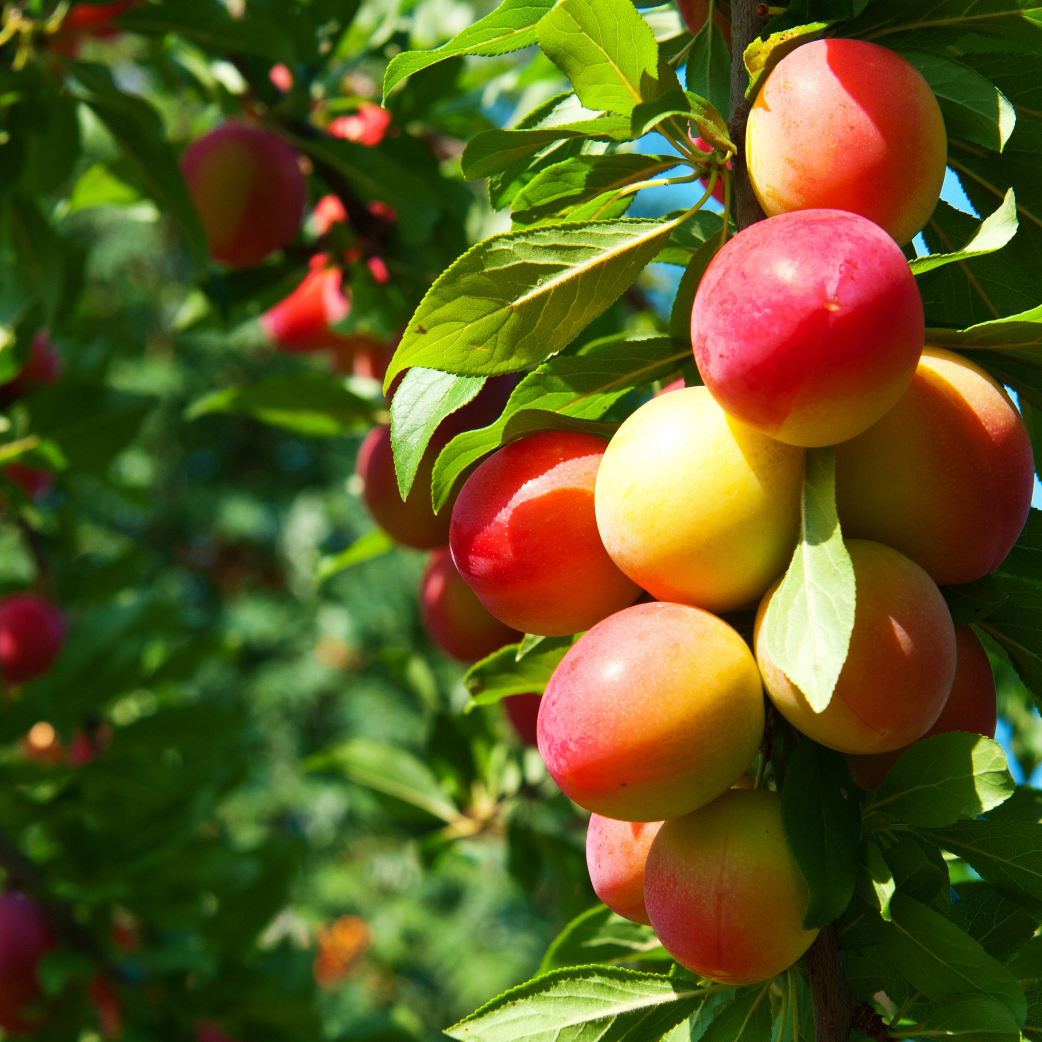 Plums On Branches