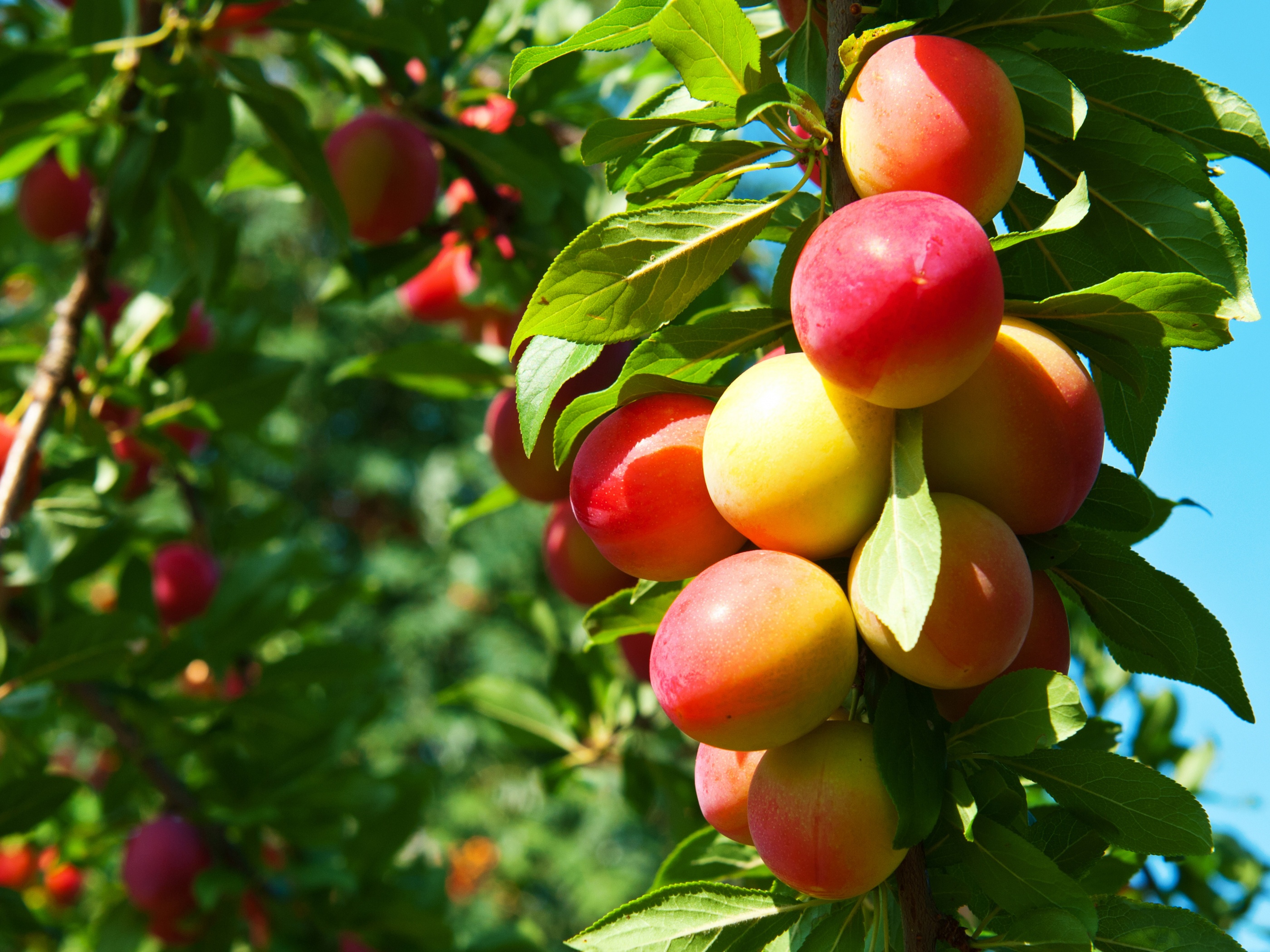 Plums On Branches