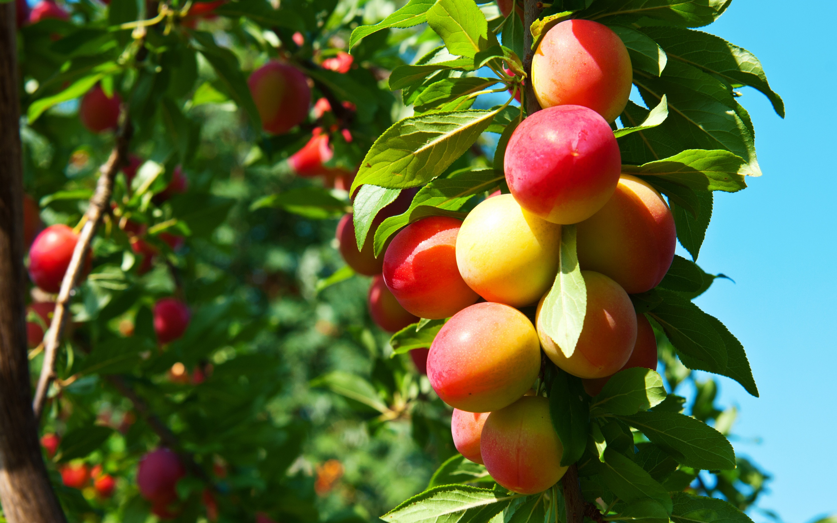 Plums On Branches