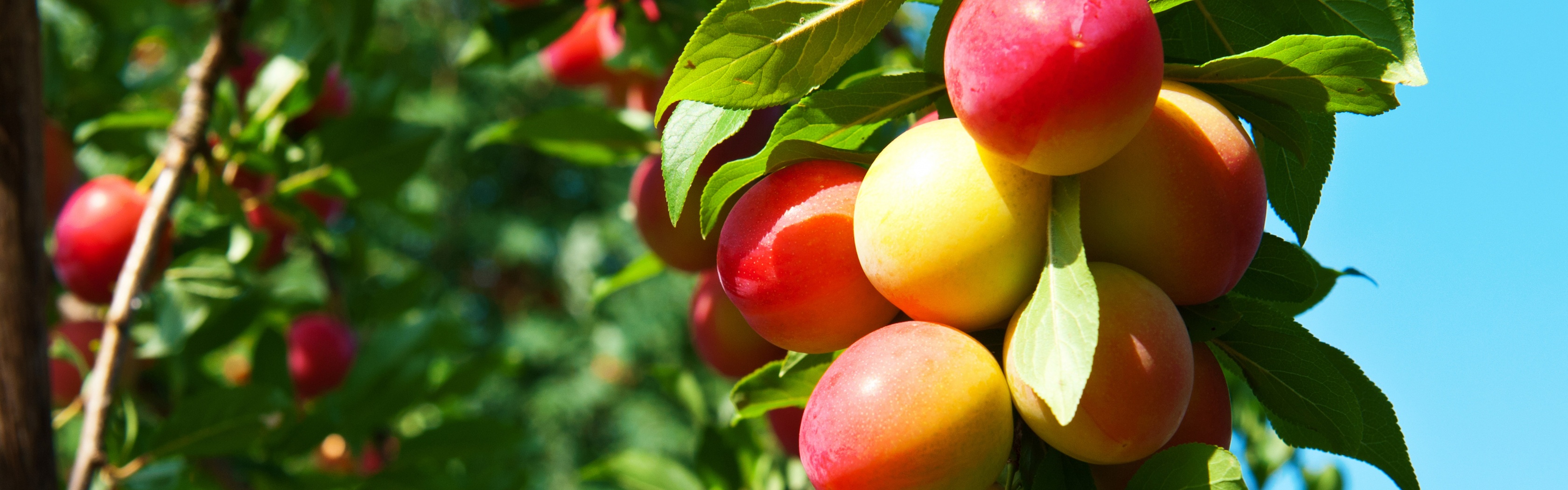 Plums On Branches