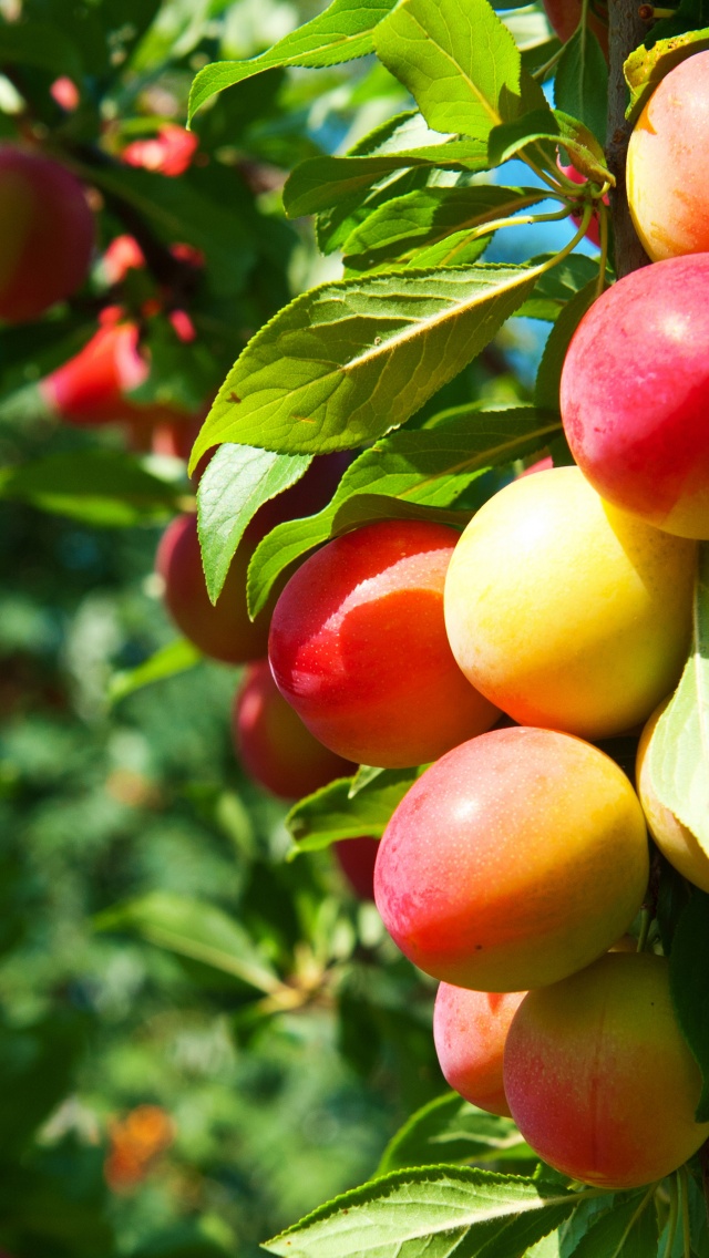 Plums On Branches