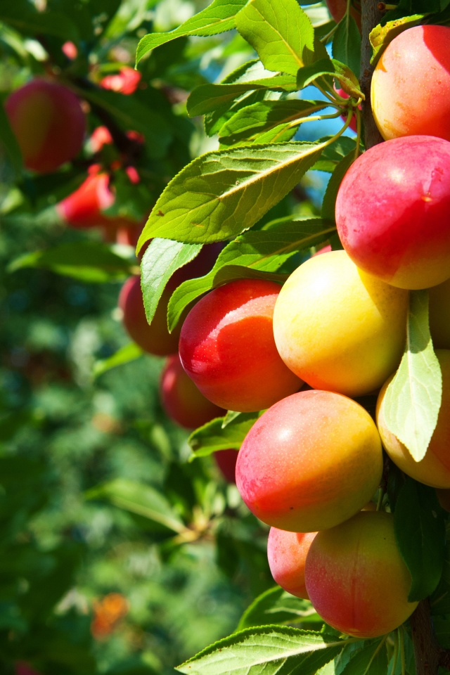 Plums On Branches