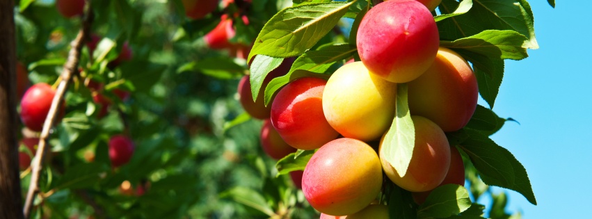 Plums On Branches