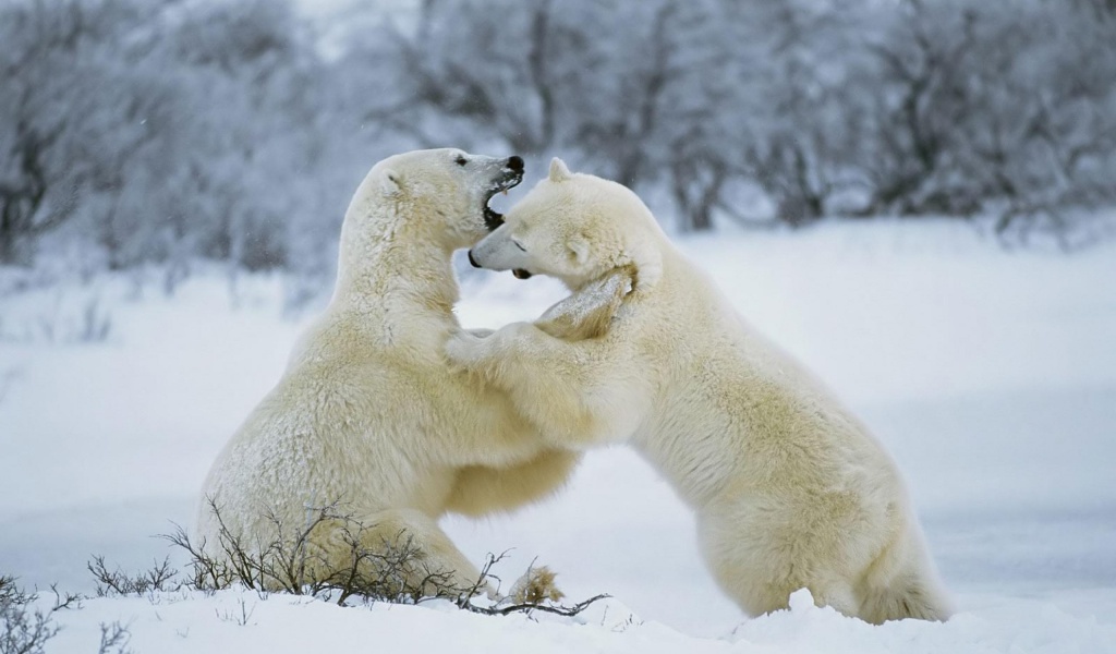 Polar Bear 1