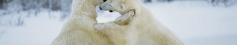 Polar Bear 1