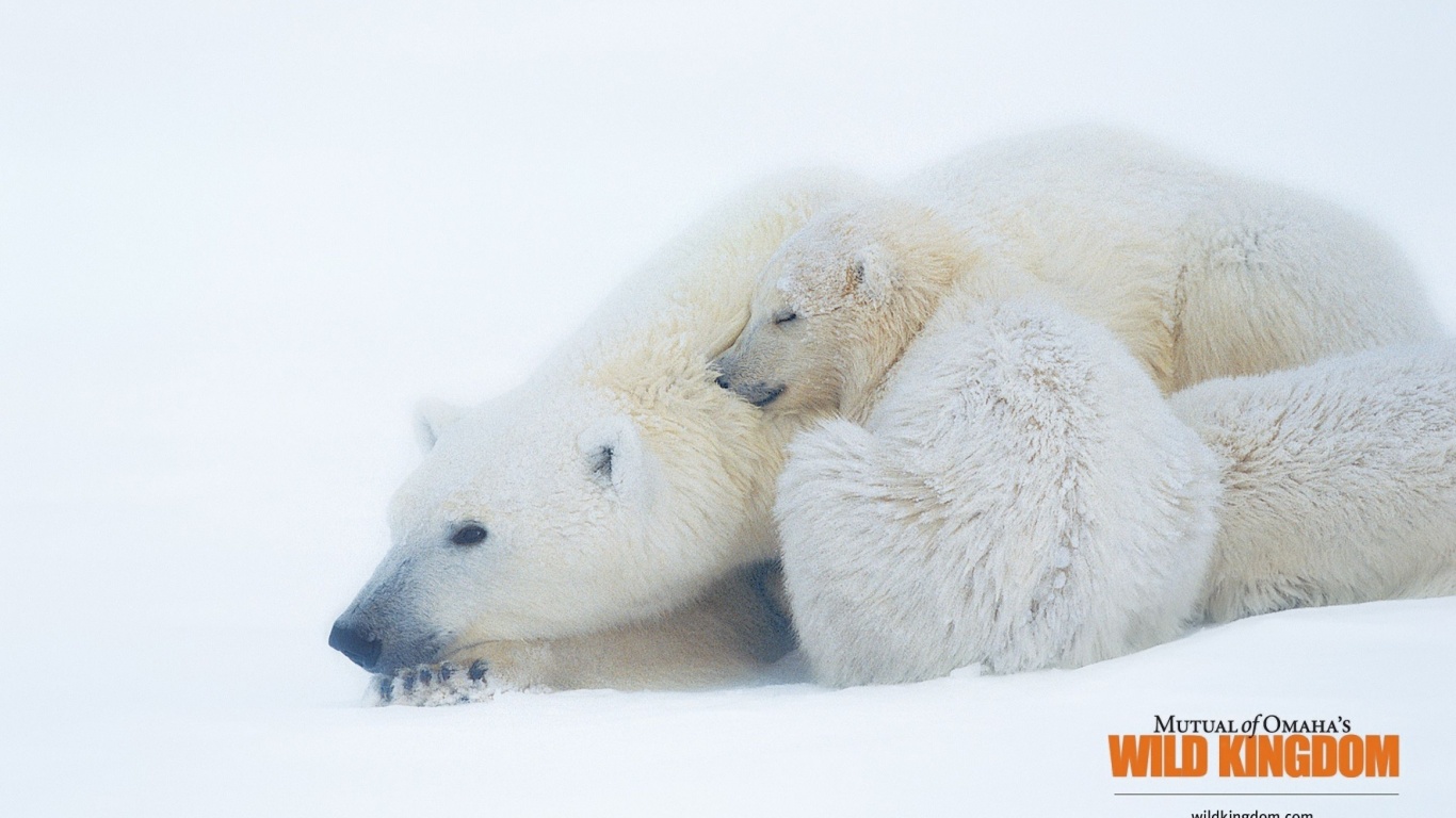 Polar Bears