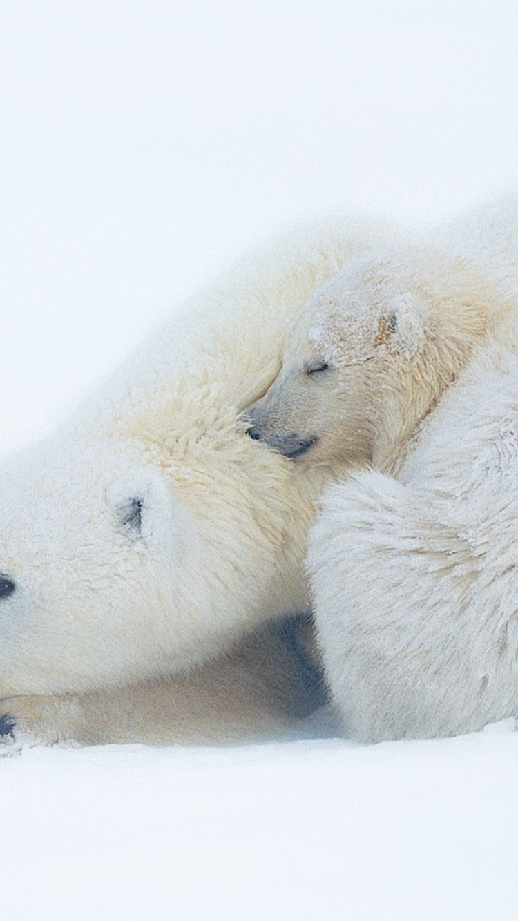 Polar Bears