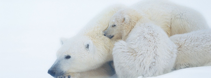 Polar Bears