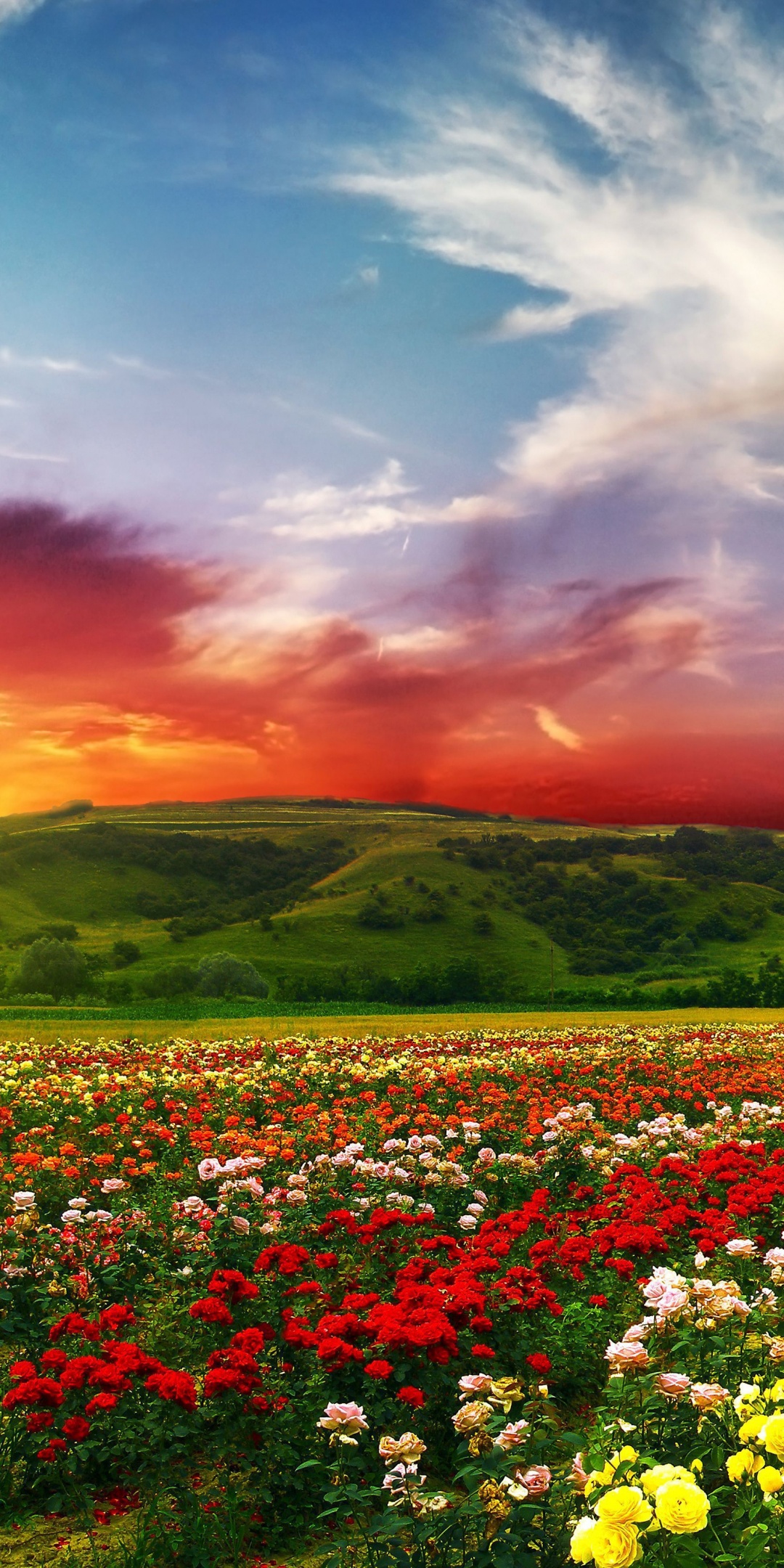 Psychedelic Floral Fields