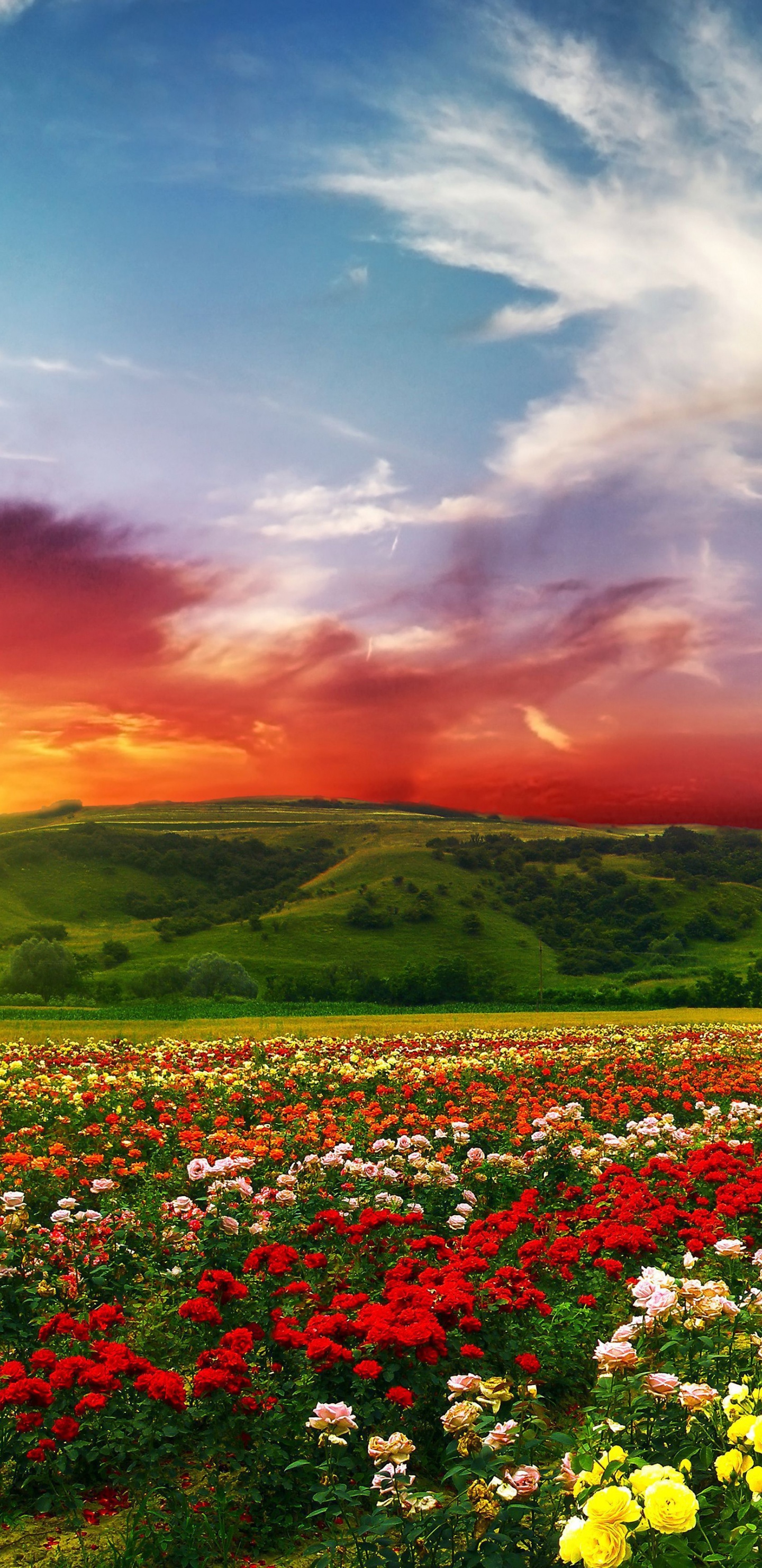 Psychedelic Floral Fields