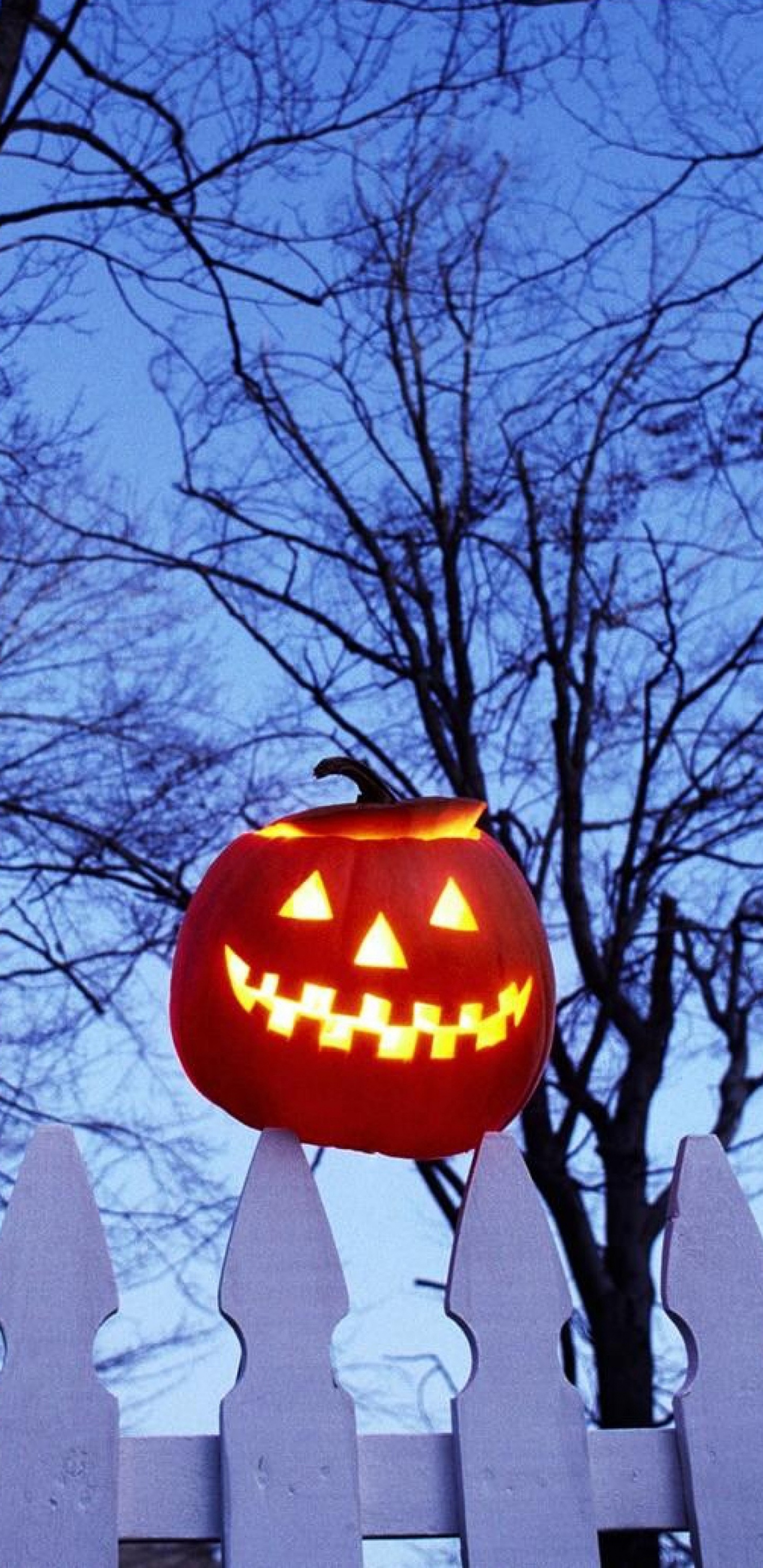 Pumpkin On Fence