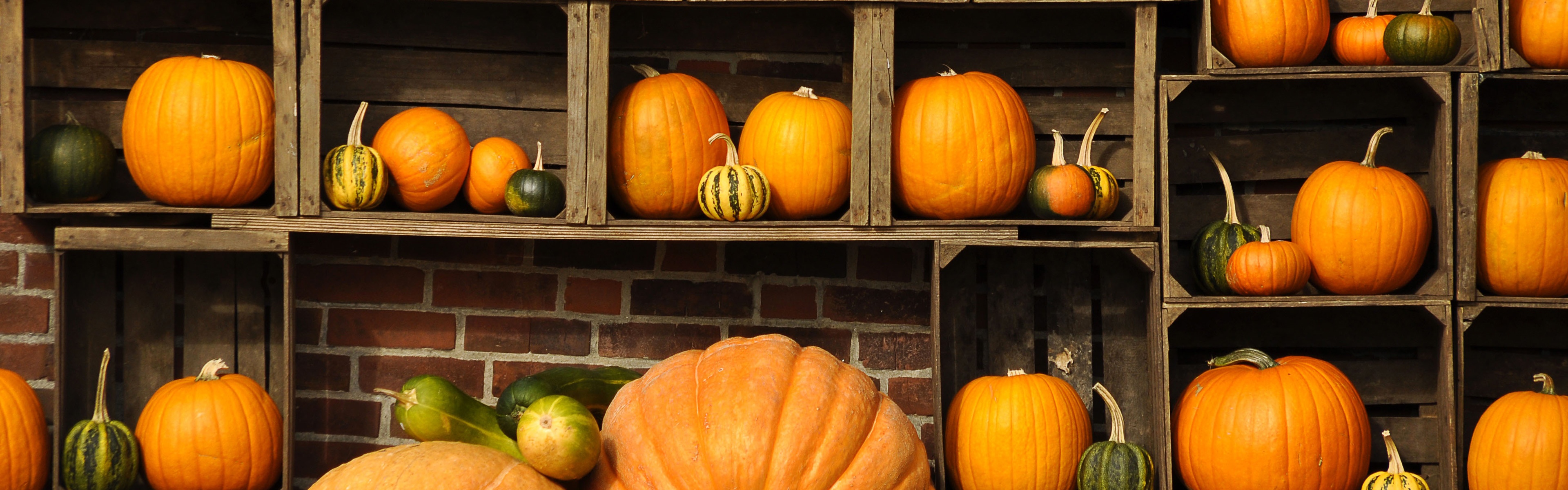 Pumpkins Autumn Art