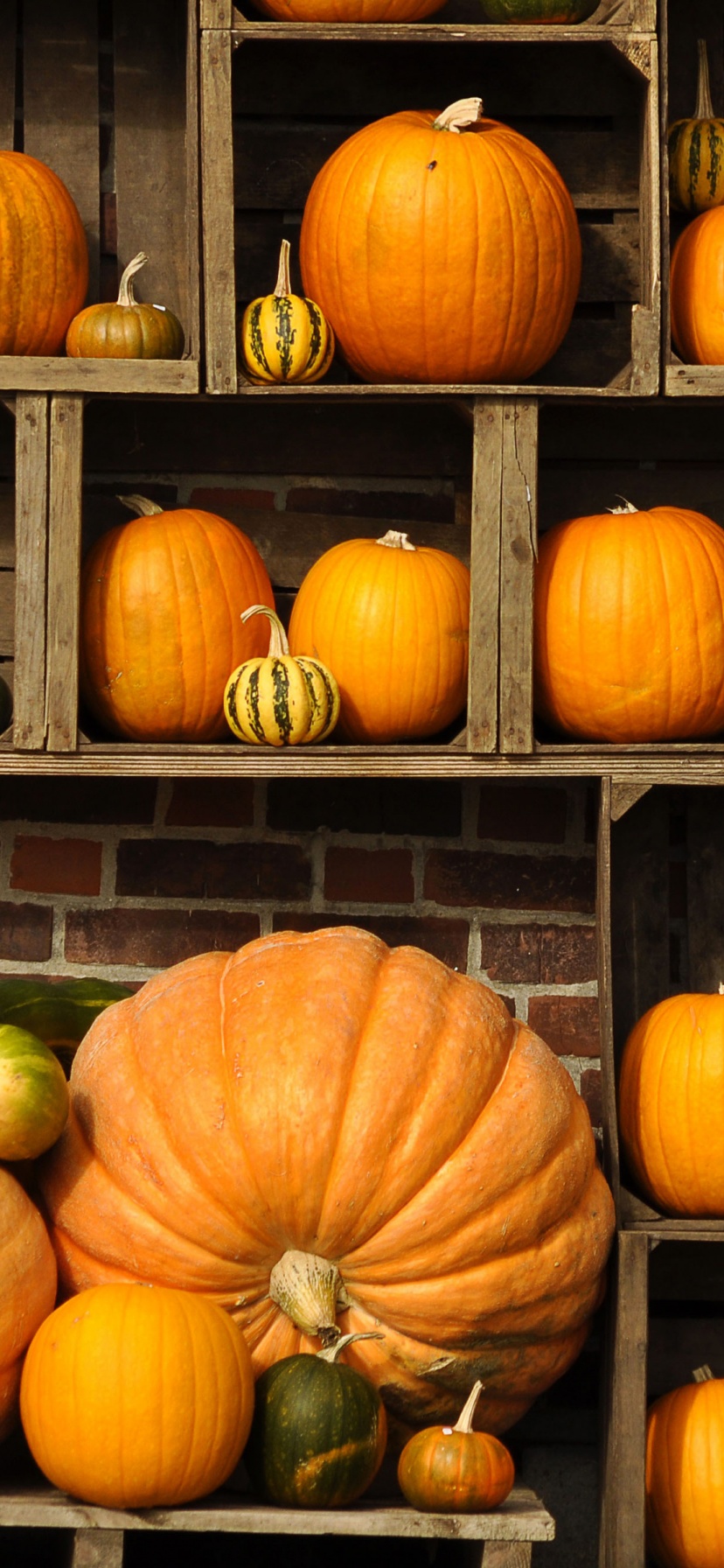 Pumpkins Autumn Art