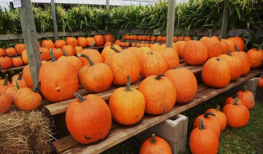 Pumpkins Ready For Halloween