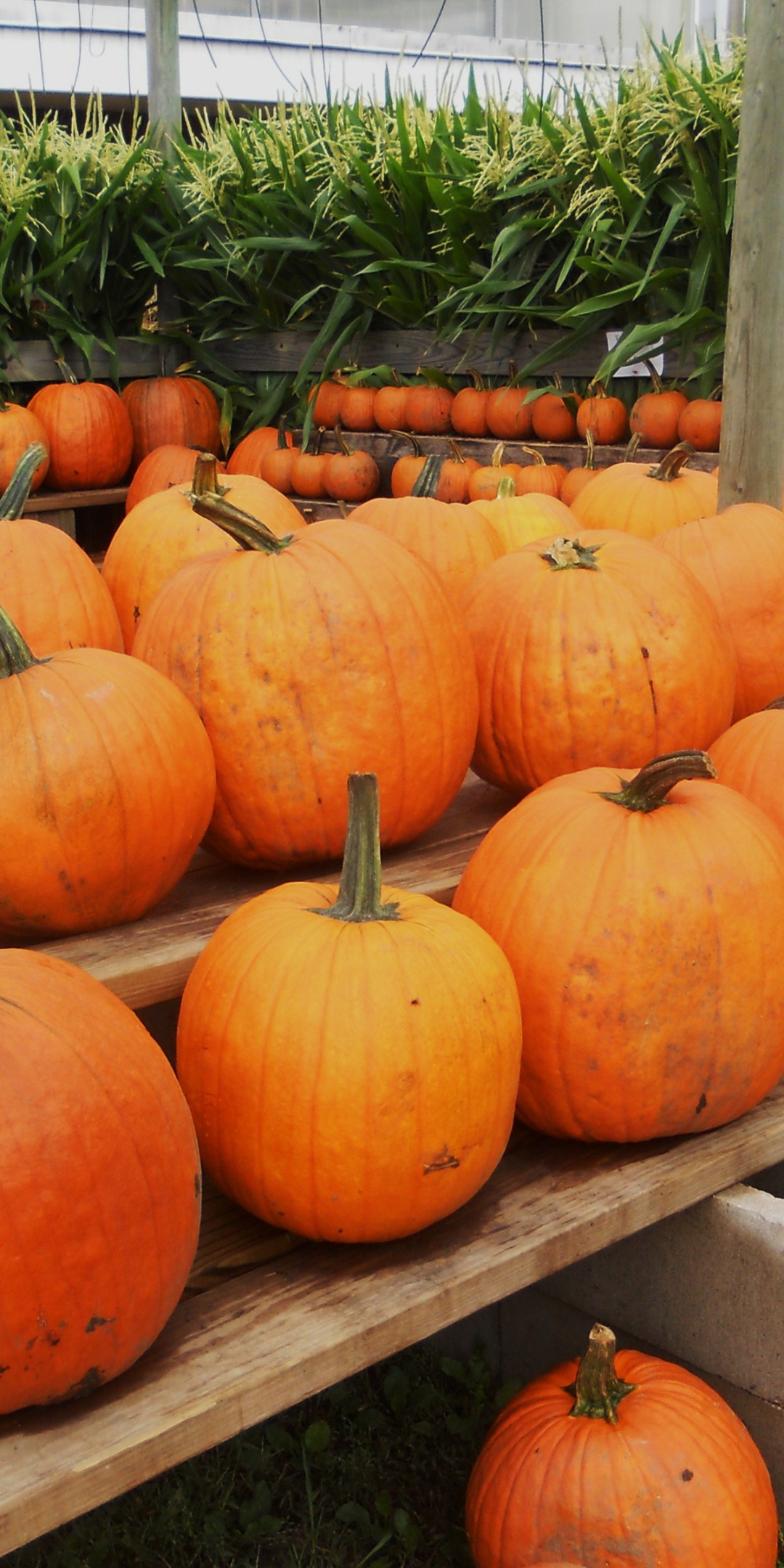 Pumpkins Ready For Halloween