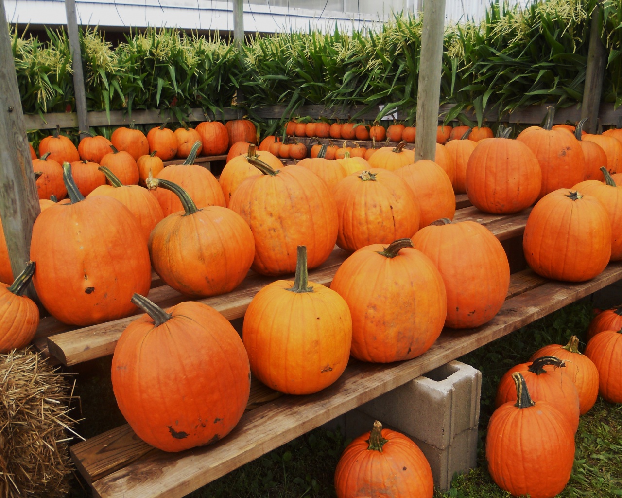 Pumpkins Ready For Halloween