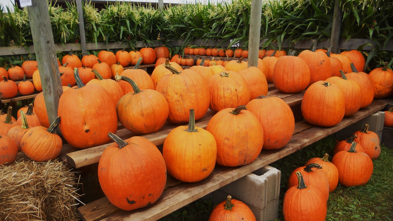 Pumpkins Ready For Halloween