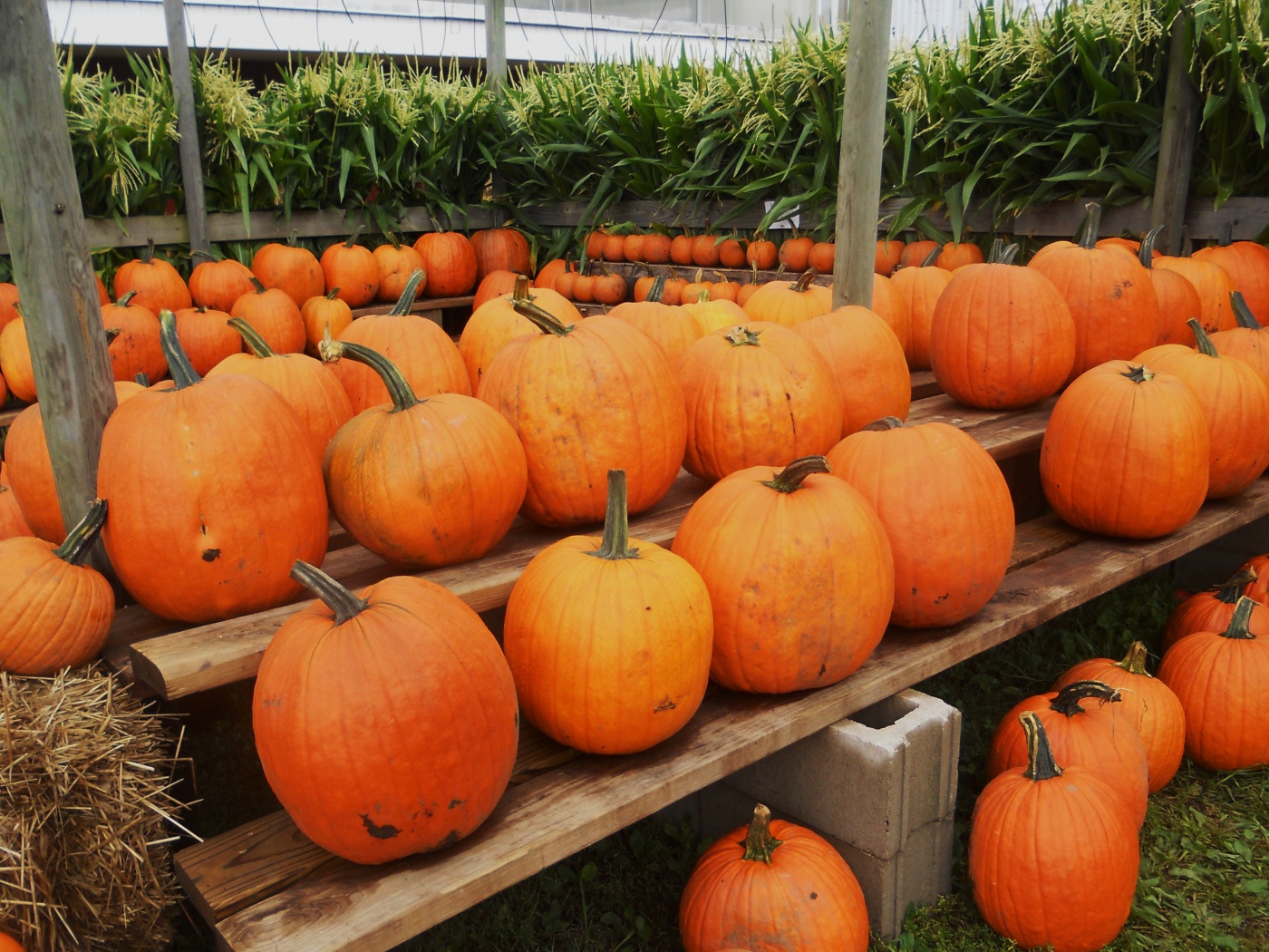 Pumpkins Ready For Halloween