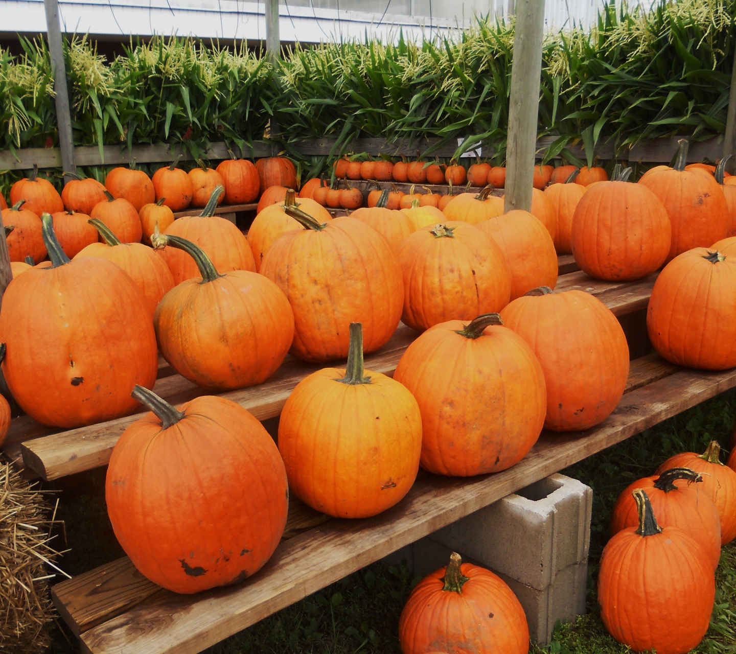 Pumpkins Ready For Halloween