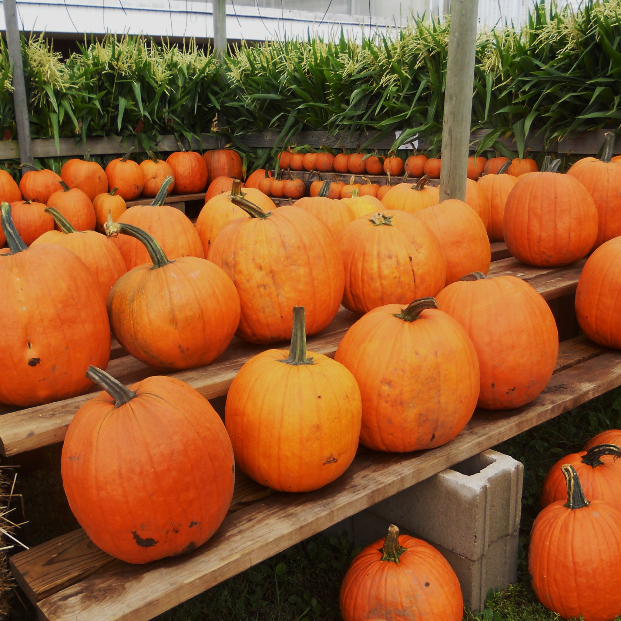 Pumpkins Ready For Halloween