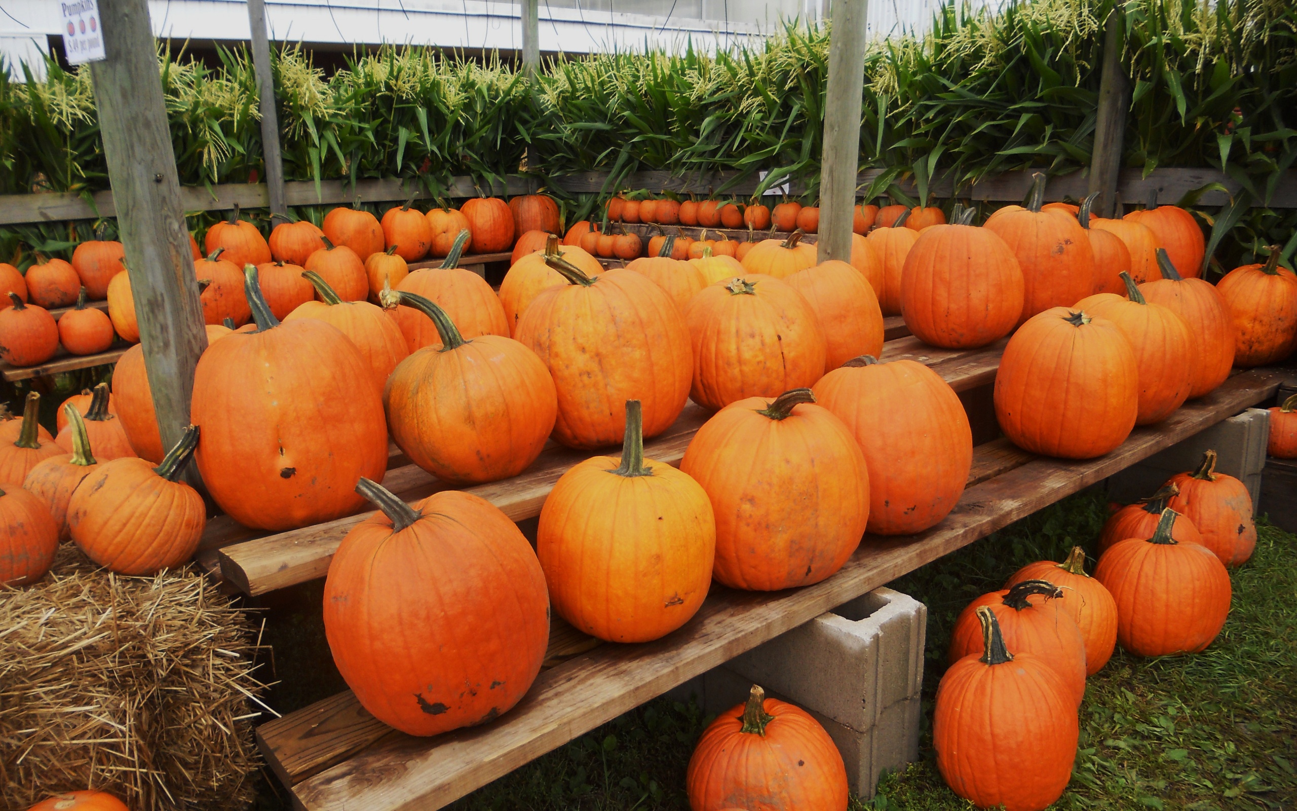 Pumpkins Ready For Halloween