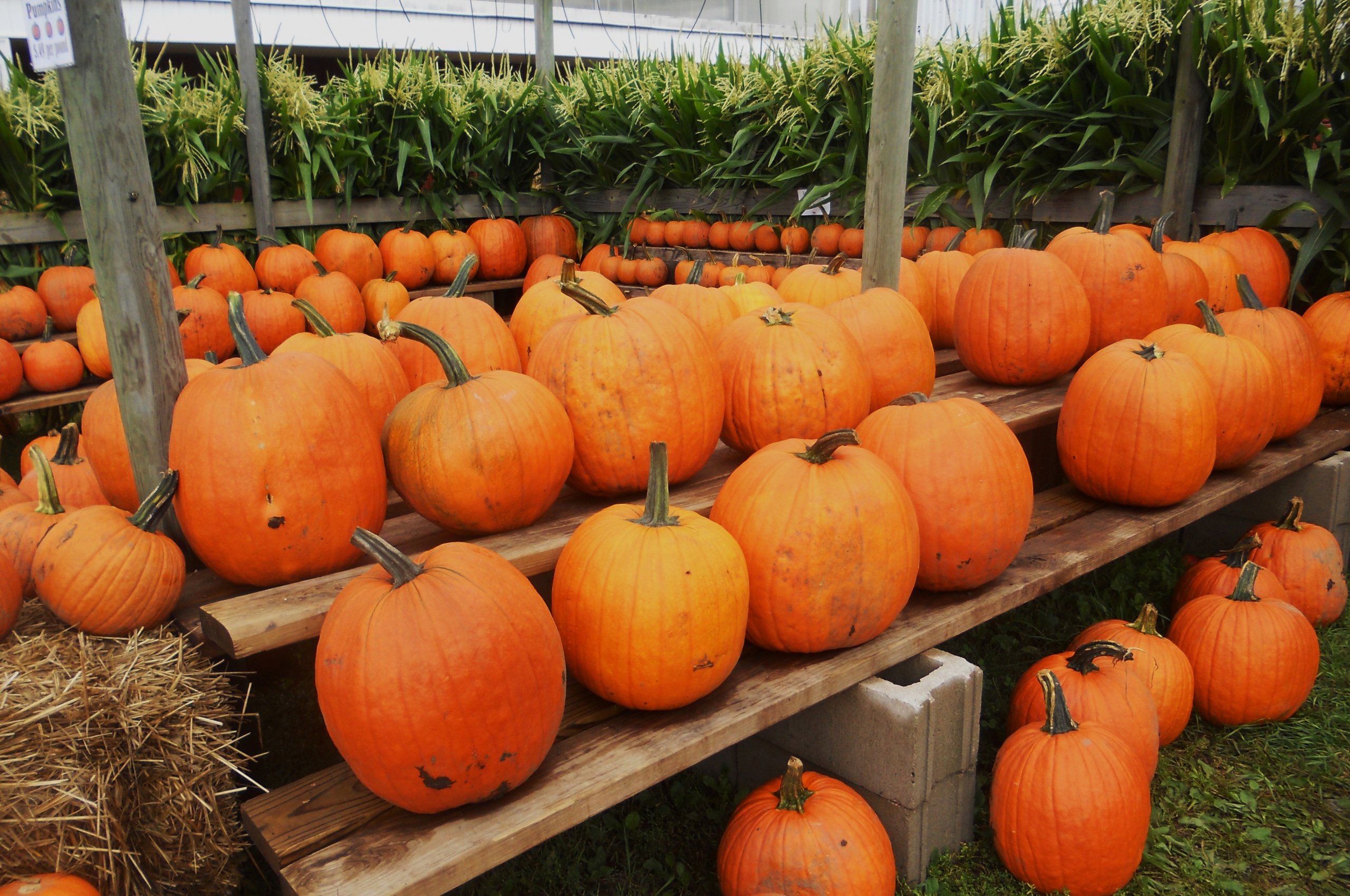 Pumpkins Ready For Halloween