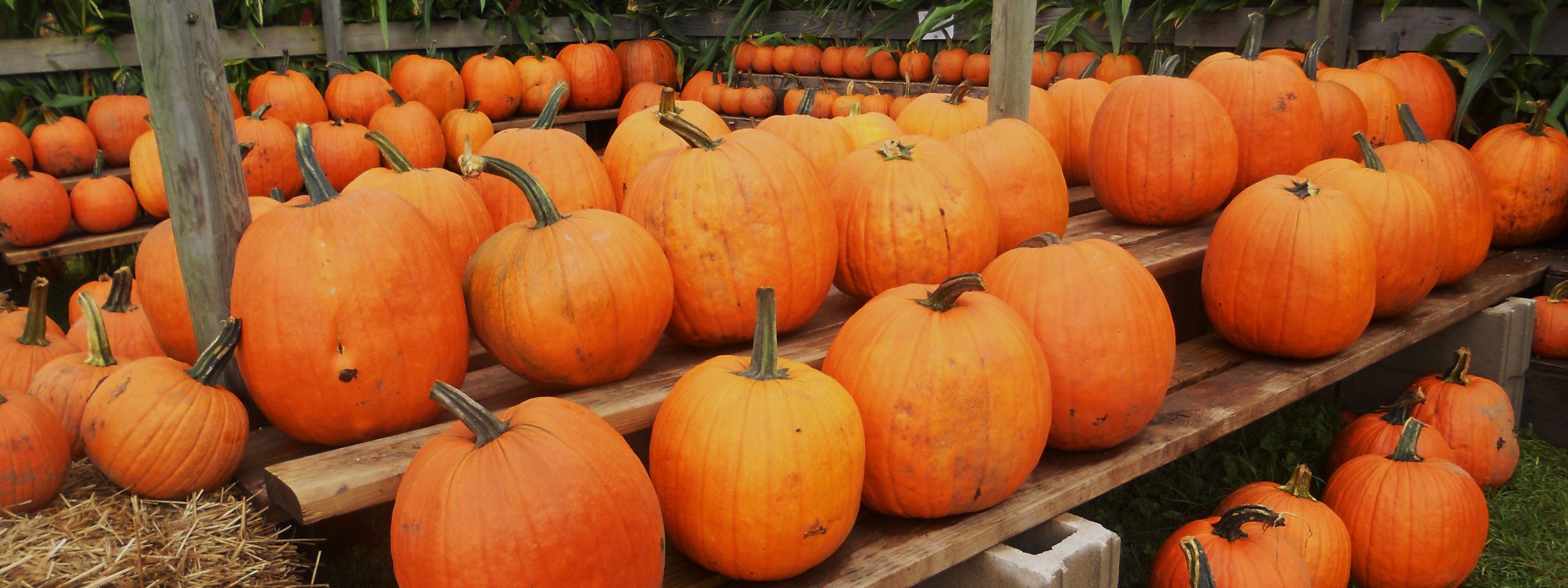 Pumpkins Ready For Halloween