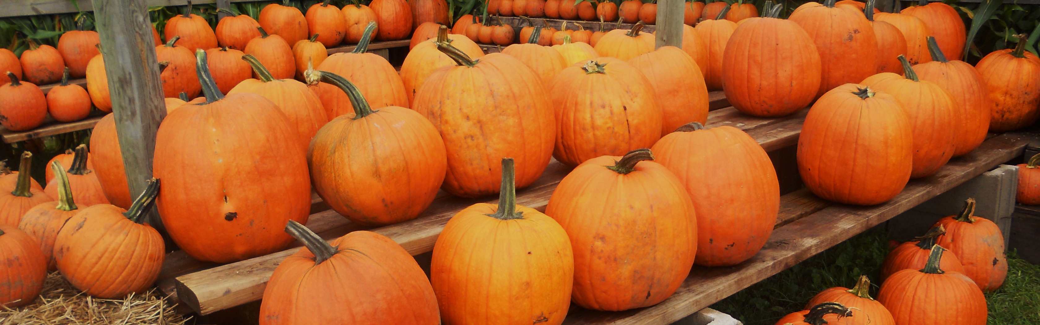 Pumpkins Ready For Halloween