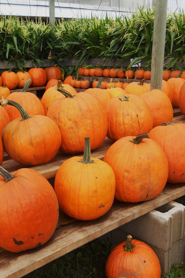 Pumpkins Ready For Halloween