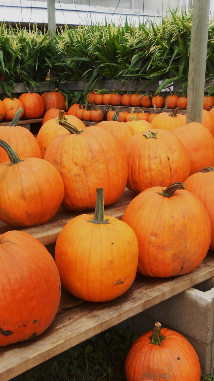 Pumpkins Ready For Halloween