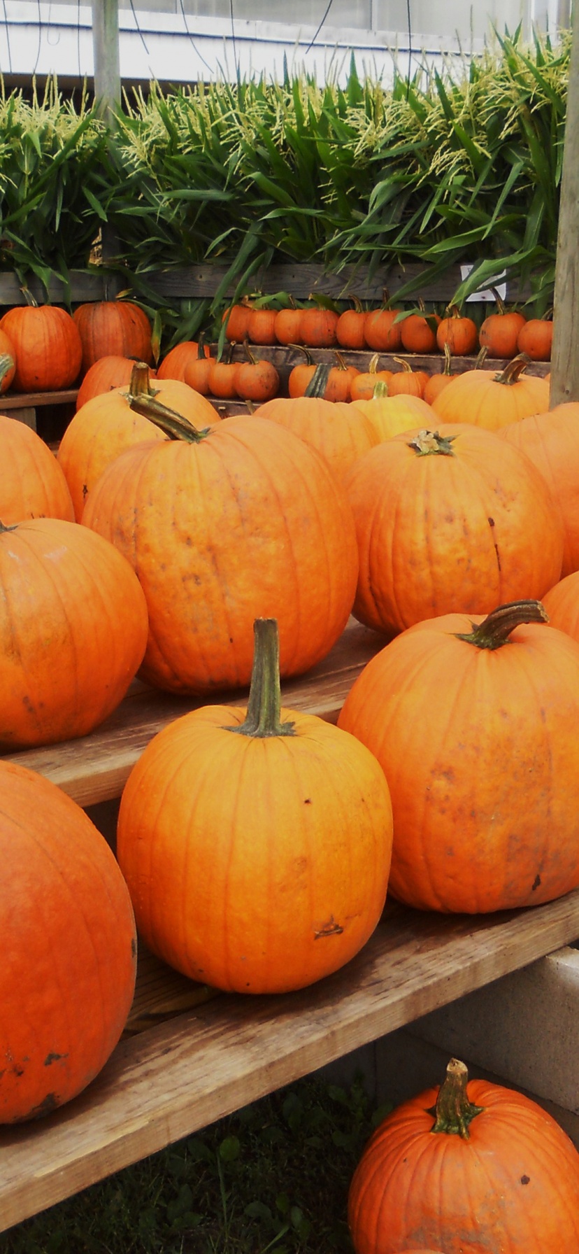 Pumpkins Ready For Halloween