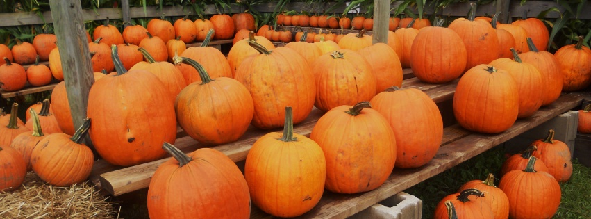 Pumpkins Ready For Halloween